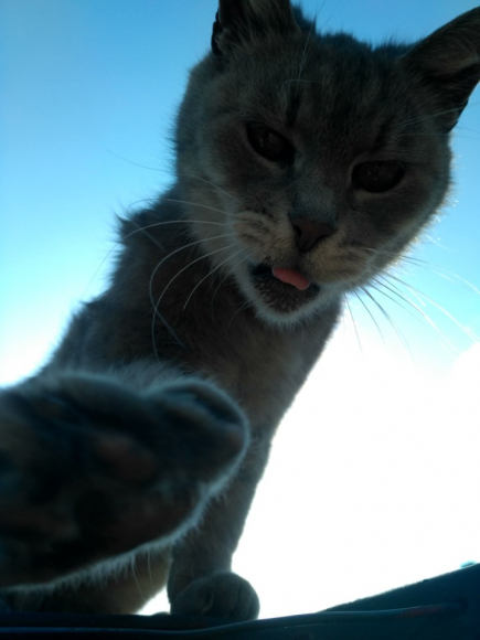 full avatar