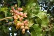 C:\fakepath\pistacie.jpg