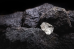 C:\fakepath\trader-19052026-78-zm.png
