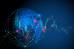 C:\fakepath\trader-10092026-62-zm.jpg