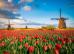 C:\fakepath\tulipan-23092026-1.jpeg
