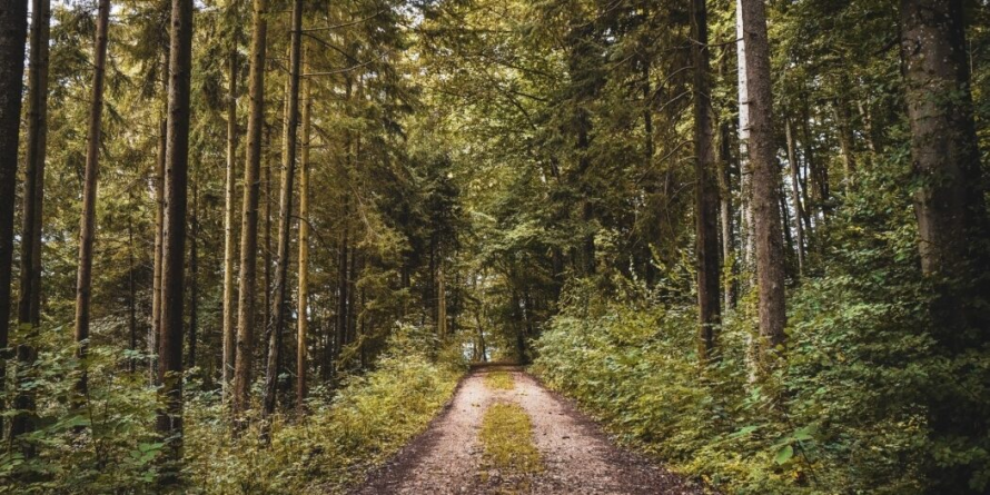 Inflation und bambitka |  FXstreet.cz